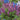 Salvia Bumbleberry