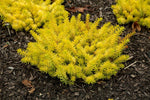 Sedum Angelina