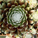 Sempervivum Cobweb