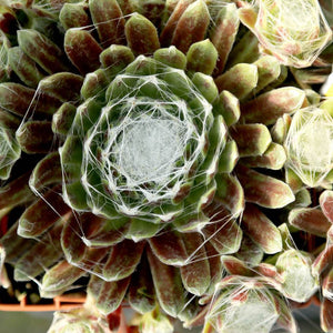 Sempervivum Cobweb