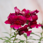 Snapdragons Assorted Pack 4