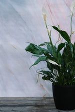 Peace Lily Domino Small