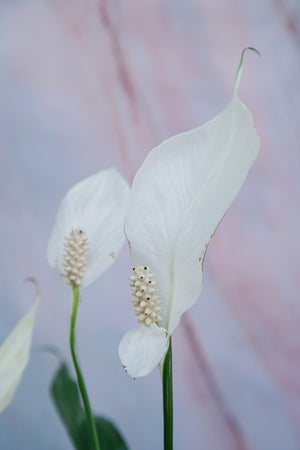 Peace Lily Domino Small