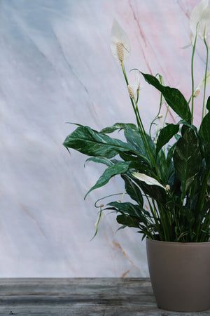 Peace Lily Domino Small