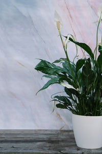 Peace Lily Domino Small