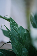 Peace Lily Domino Small