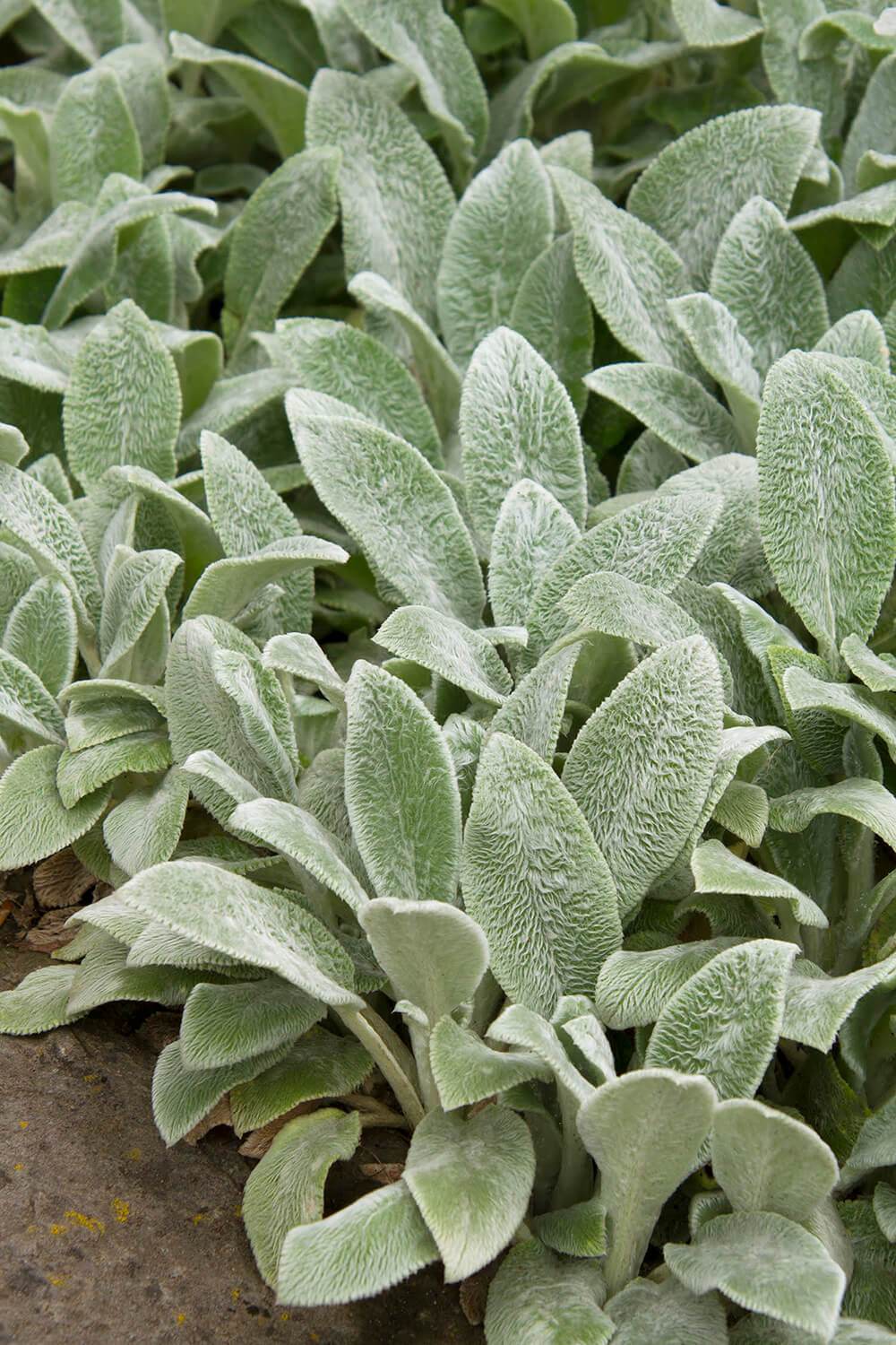 Stachy's Silver Carpet