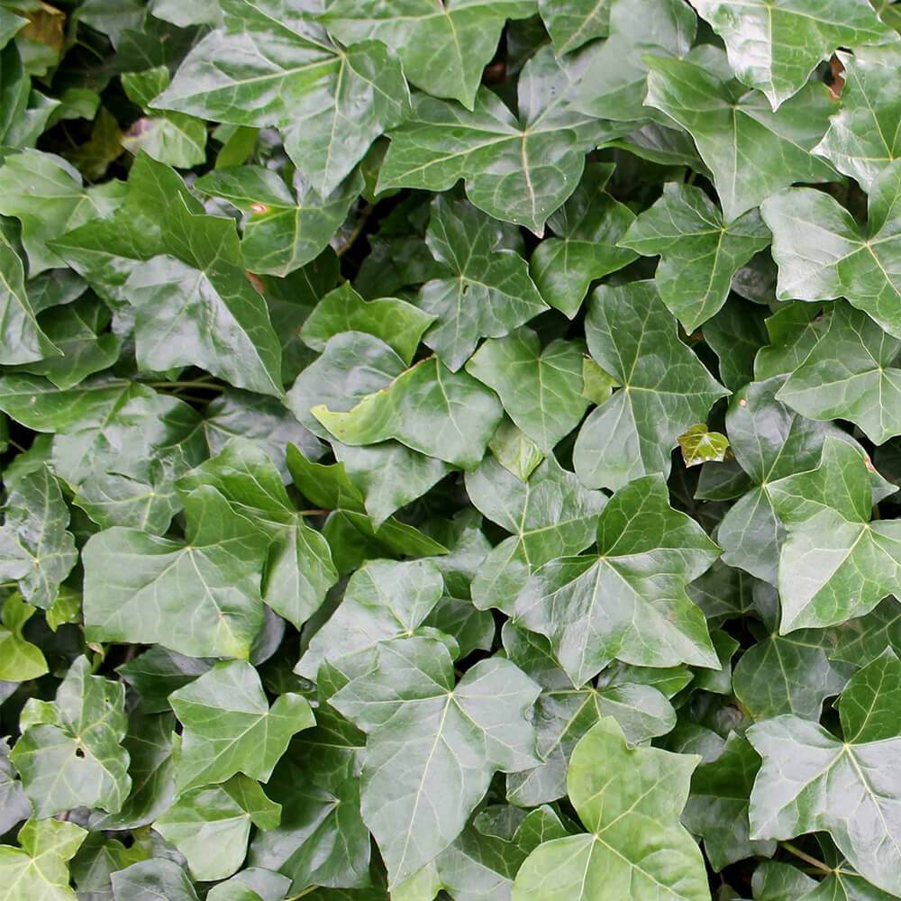 Staked English Ivy