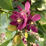 Magnolia Stell Ruby