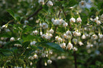 Styrax Japonica Tree