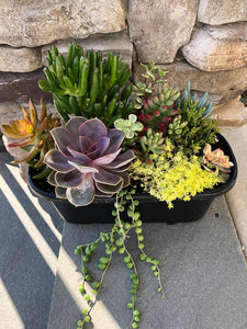 Succulent Combo in oval planter