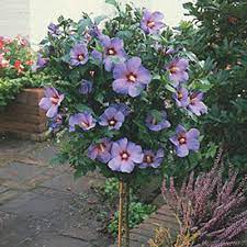 Hibiscus Violet Satin Tree Form (Hardy)