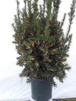 Taxus Hatfield