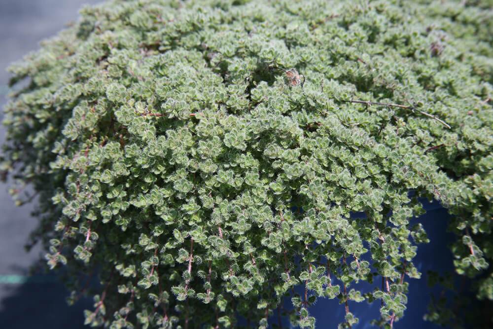 Thymus Wooly Mother