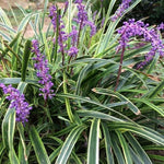 Liriope 'Silvery Sunproof'