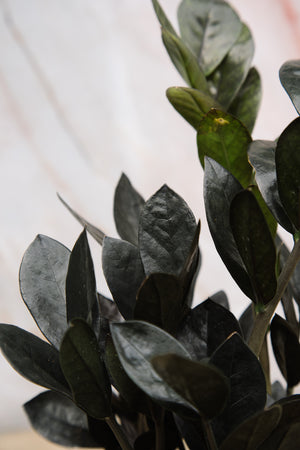 Zamioculcas Zamiifolia 'Raven' Medium