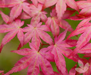 Japanese Maple Shin Deshojo