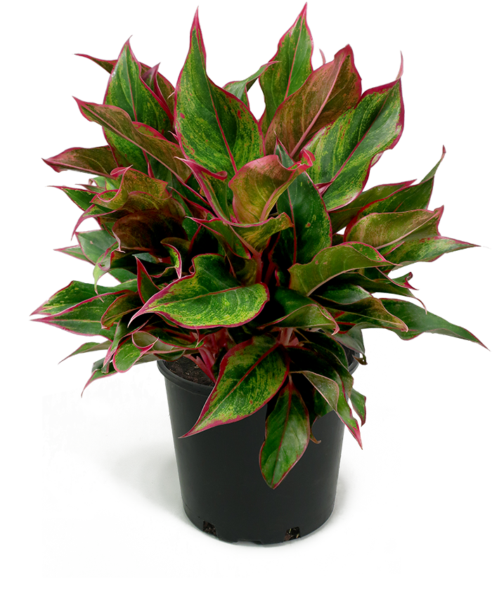 Aglaonema Siam Medium