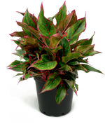 Aglaonema Siam Medium