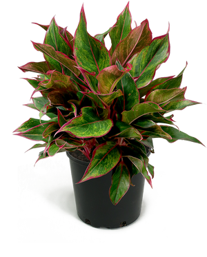 Aglaonema Siam Medium