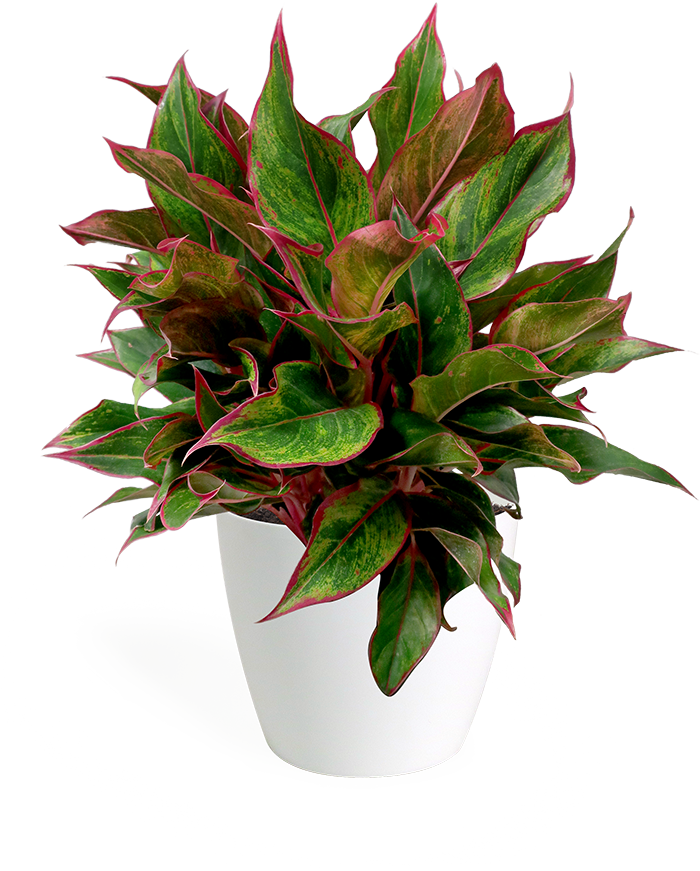 Aglaonema Siam Medium