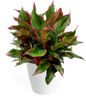 Aglaonema Siam Medium