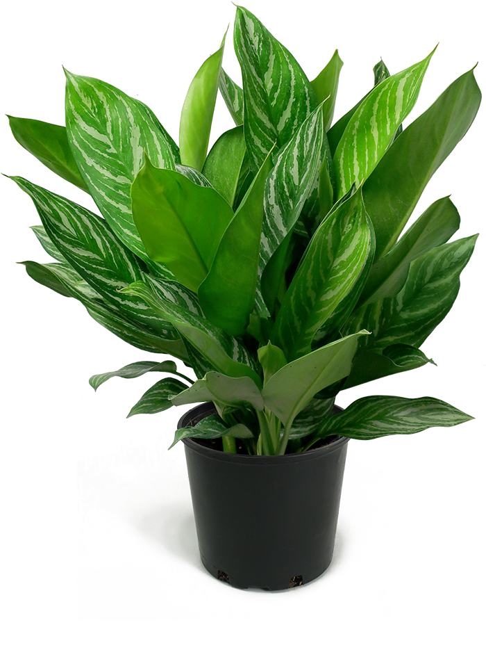 Aglaonema Stripes Medium