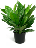 Aglaonema Stripes Medium