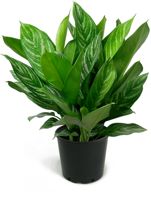 Aglaonema Stripes Medium