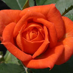 Rose Amber Sunblaze