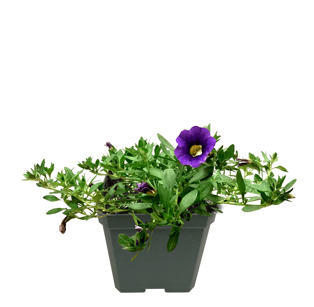 Calibrachoa Purple