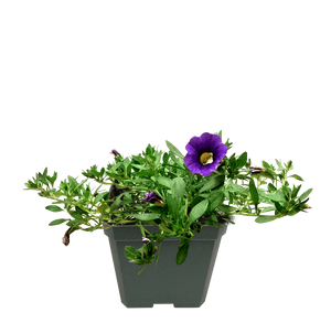 Calibrachoa Purple