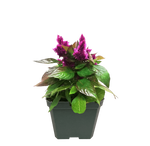 Celosia Intense Classic