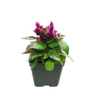 Celosia Intense Classic