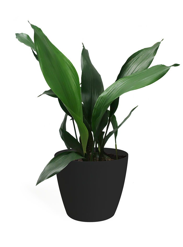 Aspidistra Large