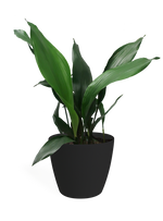 Aspidistra Large