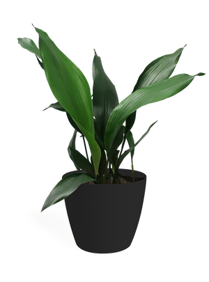 Aspidistra Large