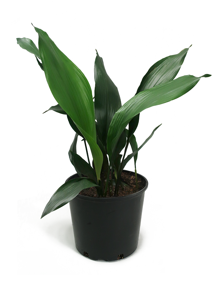 Aspidistra Large