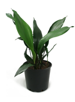 Aspidistra Large