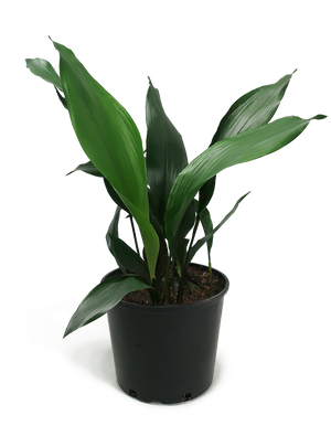 Aspidistra Large