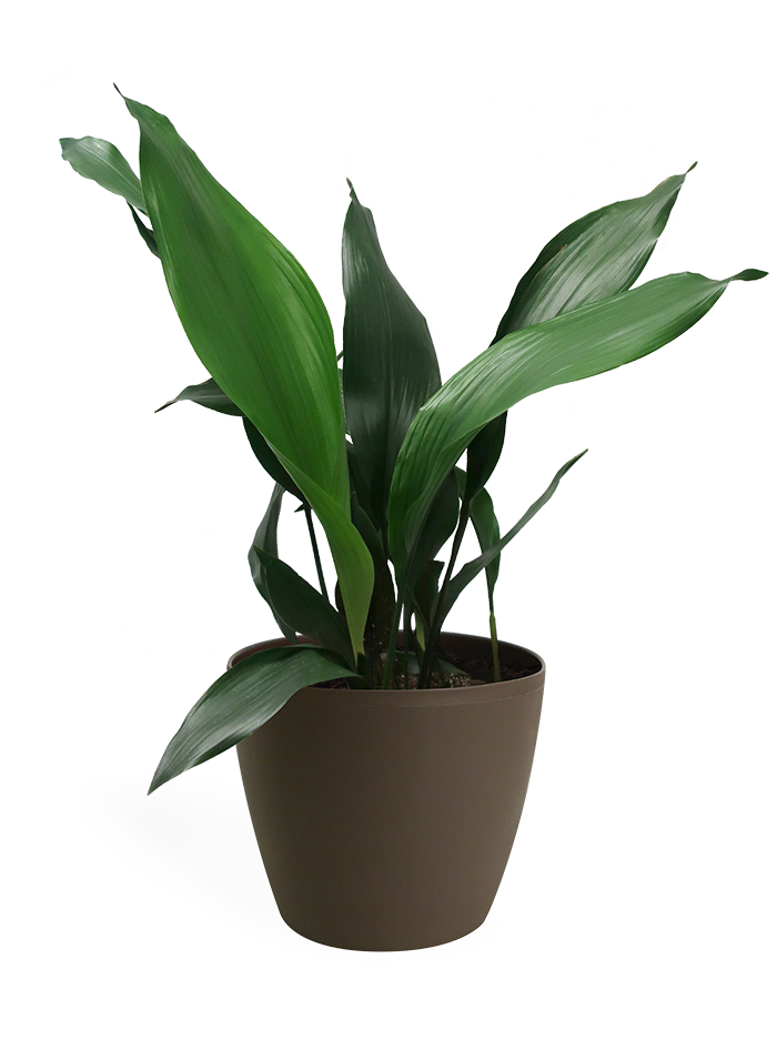 Aspidistra Large