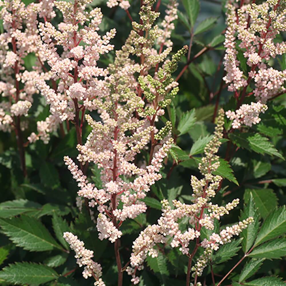 Astilbe Erica