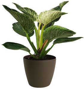 Philodendron Birkin Small