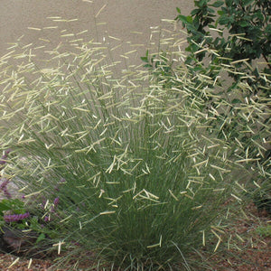 Grass [Bouteloua]