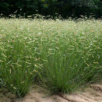 Grass [Bouteloua]
