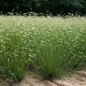 Grass [Bouteloua]
