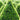 Buxus 'Cranberry Creek' (Pyramidal Boxwood)