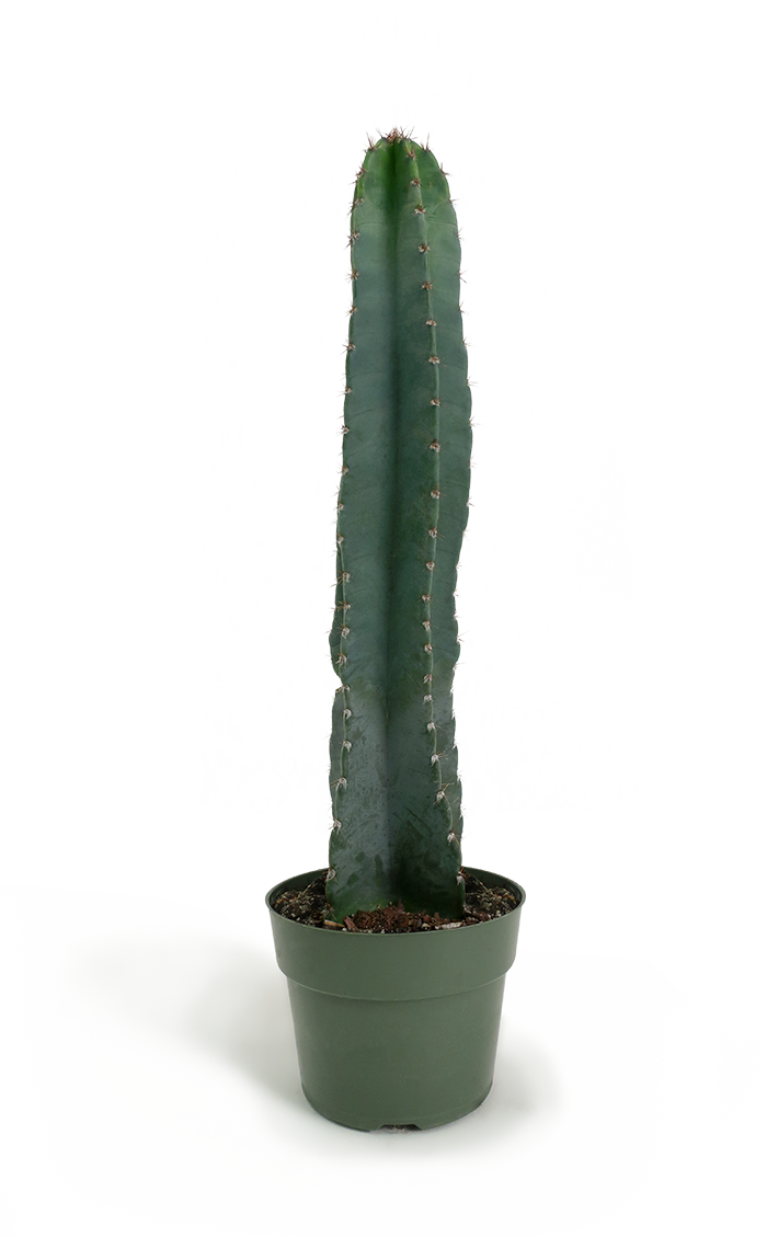 Cereus Peruvianus