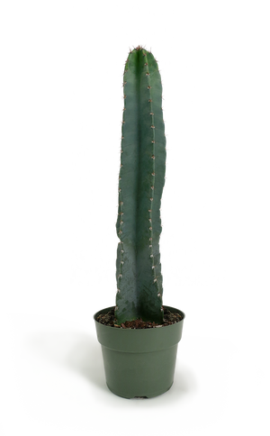 Cereus Peruvianus