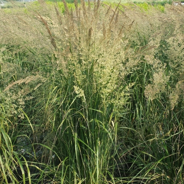 Calamagrostis Karl Foerster Feather Reed Grass